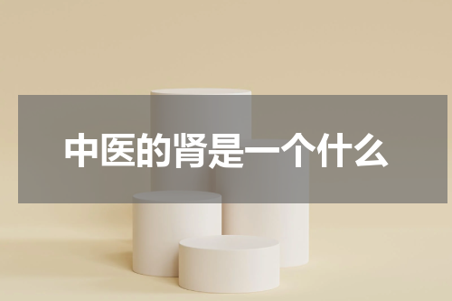 中医的肾是一个什么