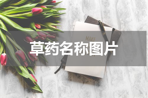 草药名称图片