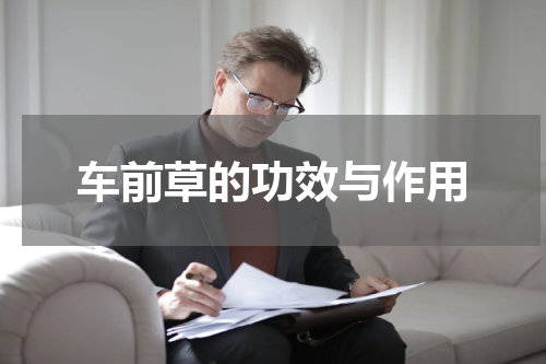车前草的功效与作用
