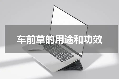 车前草的用途和功效