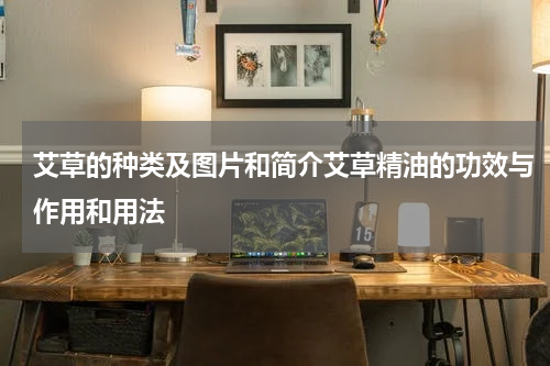 艾草的种类及图片和简介艾草精油的功效与作用和用法