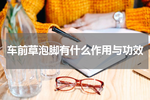 车前草泡脚有什么作用与功效