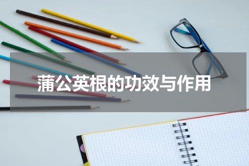 蒲公英根的功效与作用