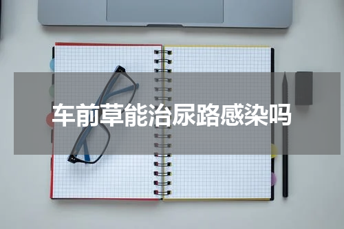 车前草能治尿路感染吗