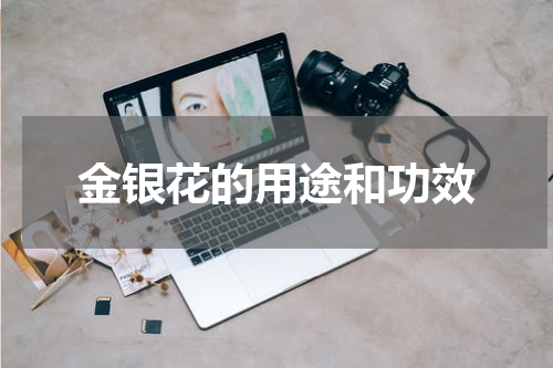 金银花的用途和功效