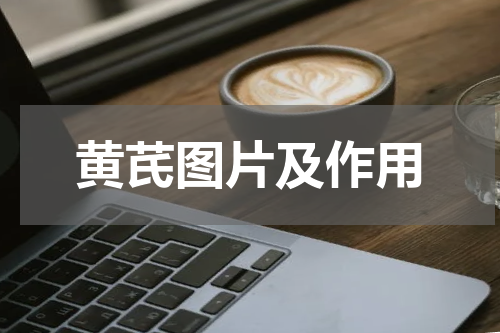 黄芪图片及作用