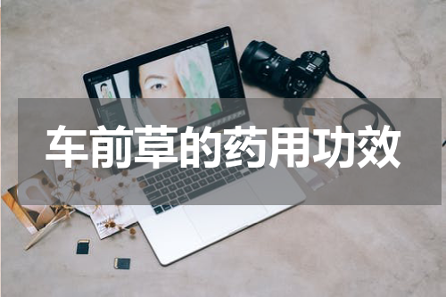 车前草的药用功效