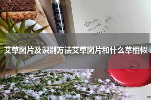 艾草图片及识别方法艾草图片和什么草相似