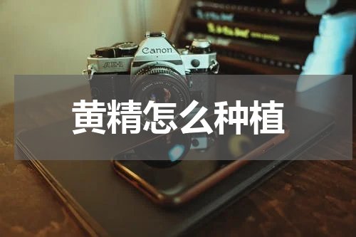 黄精怎么种植