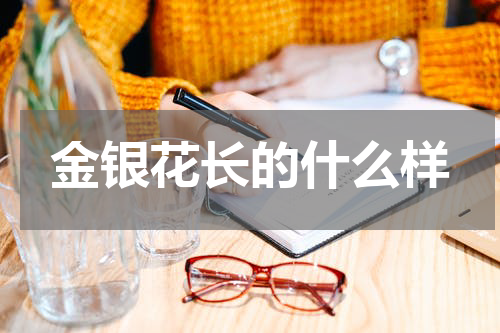 金银花长的什么样