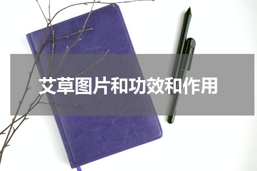 艾草图片和功效和作用