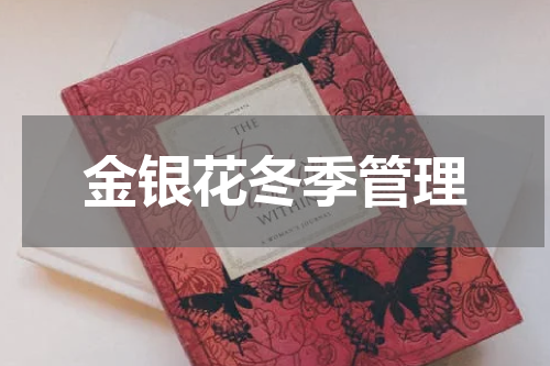 金银花冬季管理