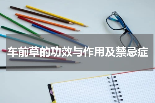 车前草的功效与作用及禁忌症