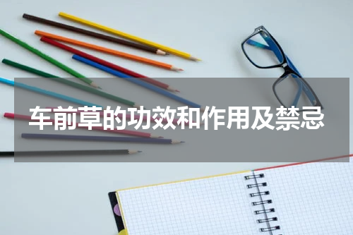 车前草的功效和作用及禁忌