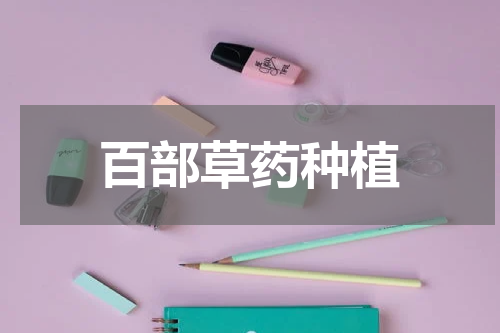 百部草药种植