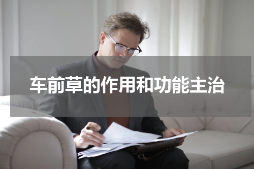 车前草的作用和功能主治