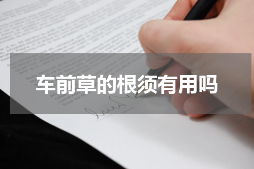 车前草的根须有用吗