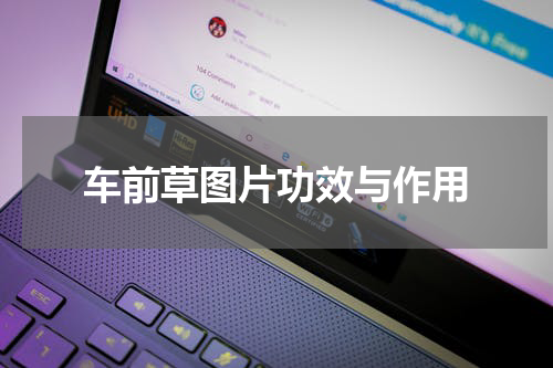 车前草图片功效与作用
