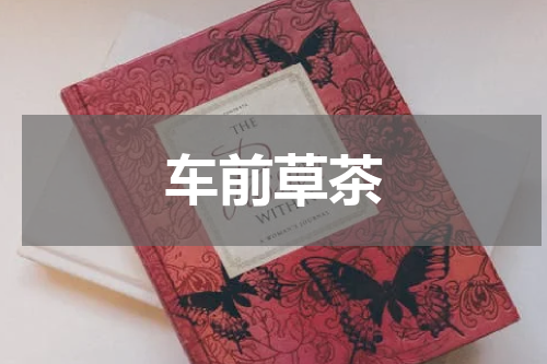 车前草茶