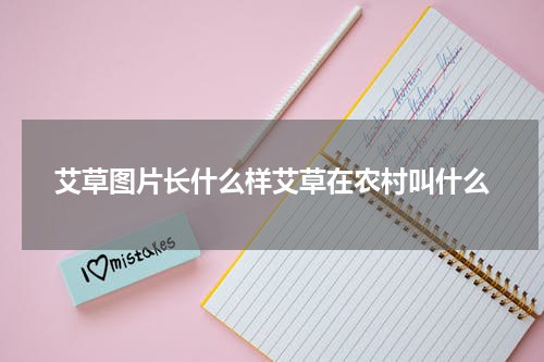 艾草图片长什么样艾草在农村叫什么
