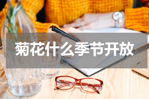 菊花什么季节开放