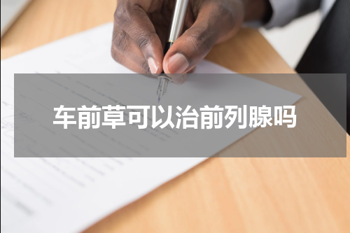 车前草可以治前列腺吗