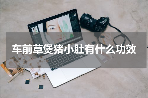 车前草煲猪小肚有什么功效
