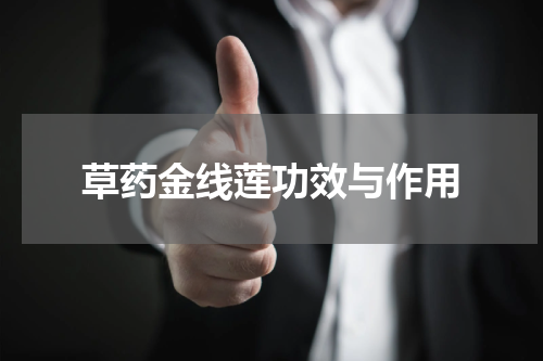 草药金线莲功效与作用