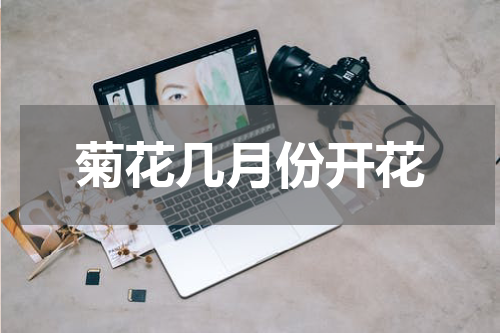 菊花几月份开花