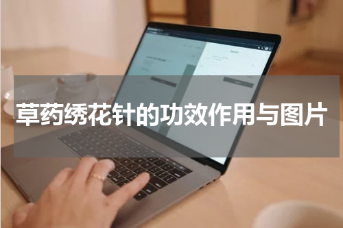草药绣花针的功效作用与图片