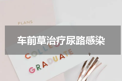 车前草治疗尿路感染