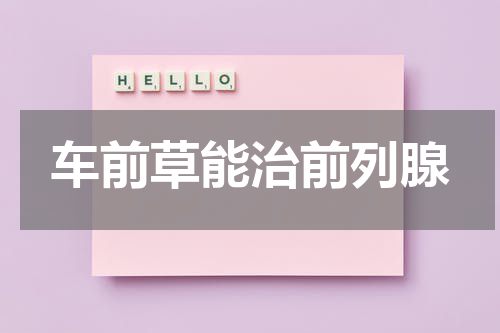 车前草能治前列腺