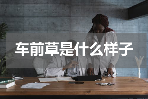 车前草是什么样子