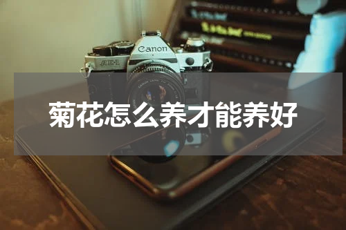 菊花怎么养才能养好