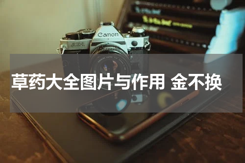 草药大全图片与作用 金不换