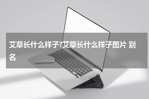 艾草长什么样子?艾草长什么样子图片 别名