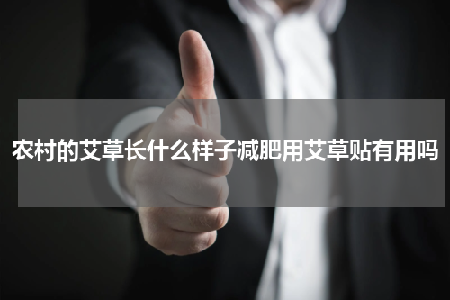 农村的艾草长什么样子减肥用艾草贴有用吗