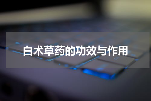 白术草药的功效与作用