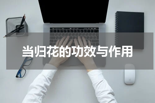 当归花的功效与作用