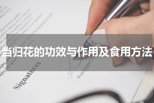 当归花的功效与作用及食用方法