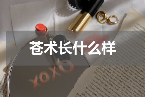 苍术长什么样
