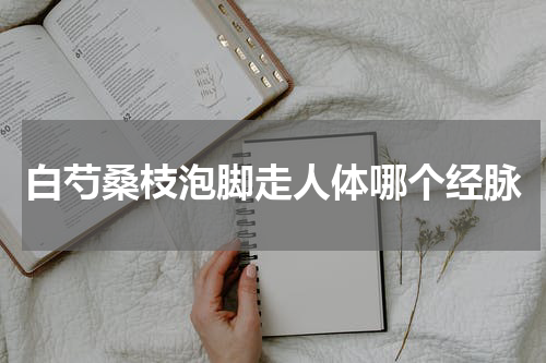白芍桑枝泡脚走人体哪个经脉