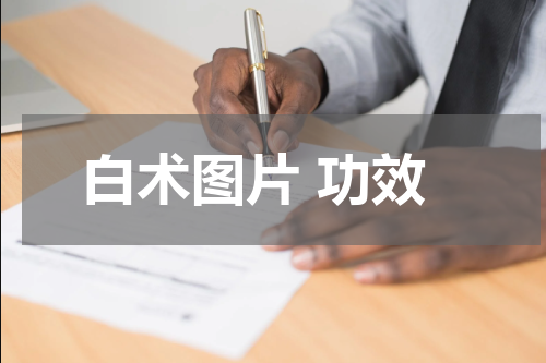 白术图片 功效