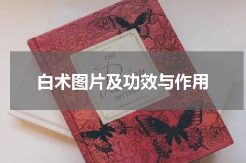 白术图片及功效与作用