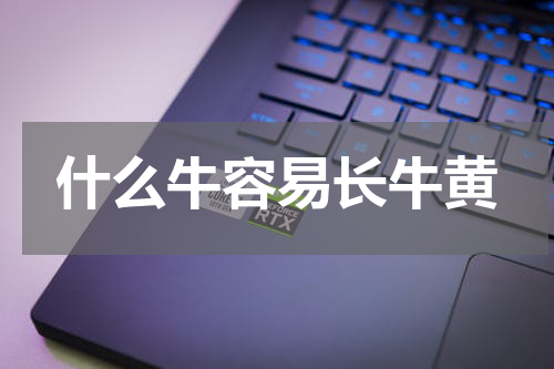 什么牛容易长牛黄