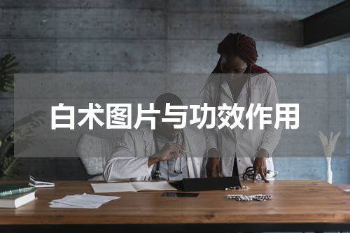 白术图片与功效作用