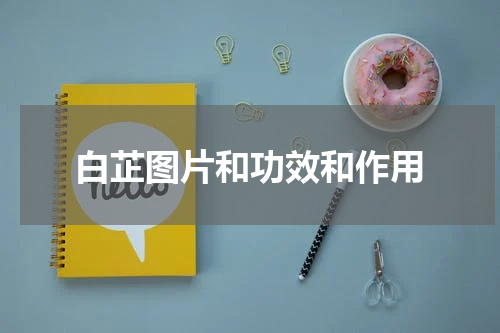 白芷图片和功效和作用