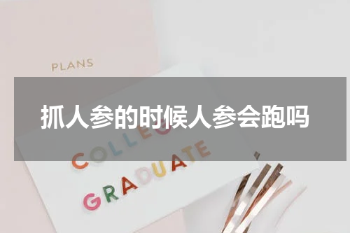 抓人参的时候人参会跑吗
