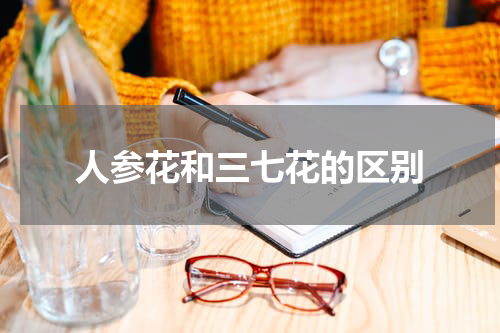 人参花和三七花的区别