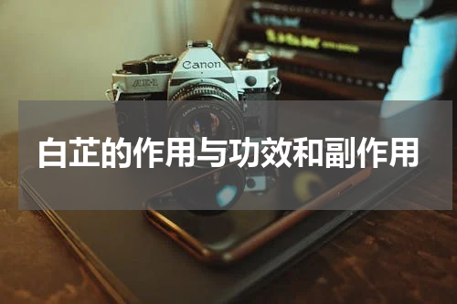 白芷的作用与功效和副作用